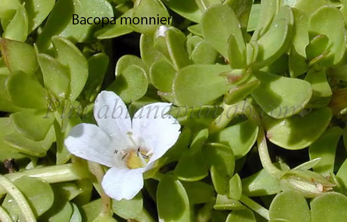 Bacopa-monnier