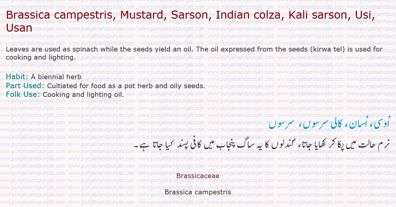 Brassica campestris, Mustard, Sarson, Indian colza, Kali sarson, Usi, Usan 

