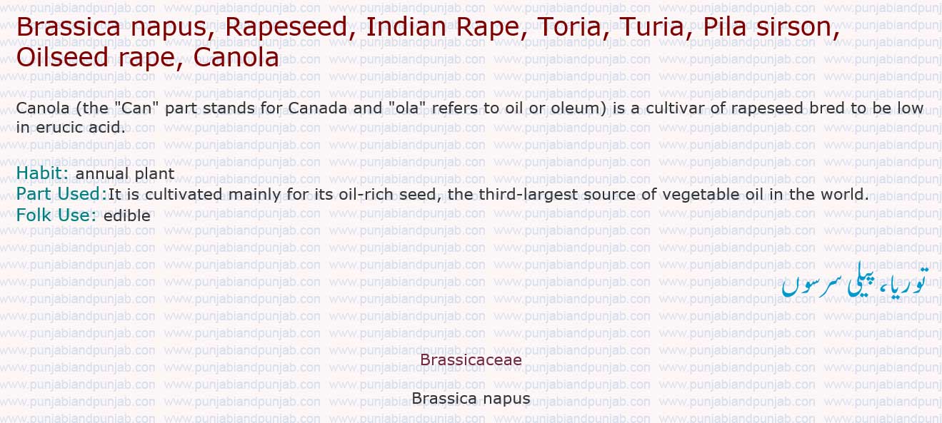 Brassica napus, Rapeseed, Indian Rape, Toria, Turia, Pila sirson, Oilseed rape, Canola  

  

