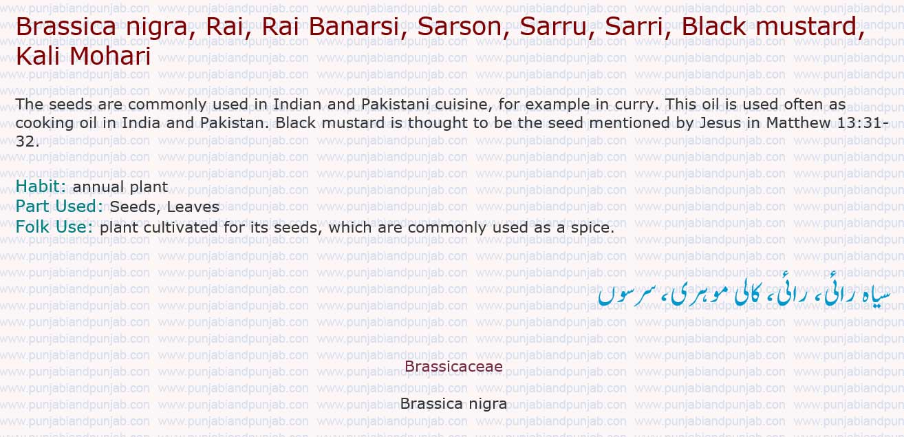 Brassica nigra, Rai, Rai Banarsi, Sarson, Sarru, Sarri,

 

 Black mustard, Kali Mohari