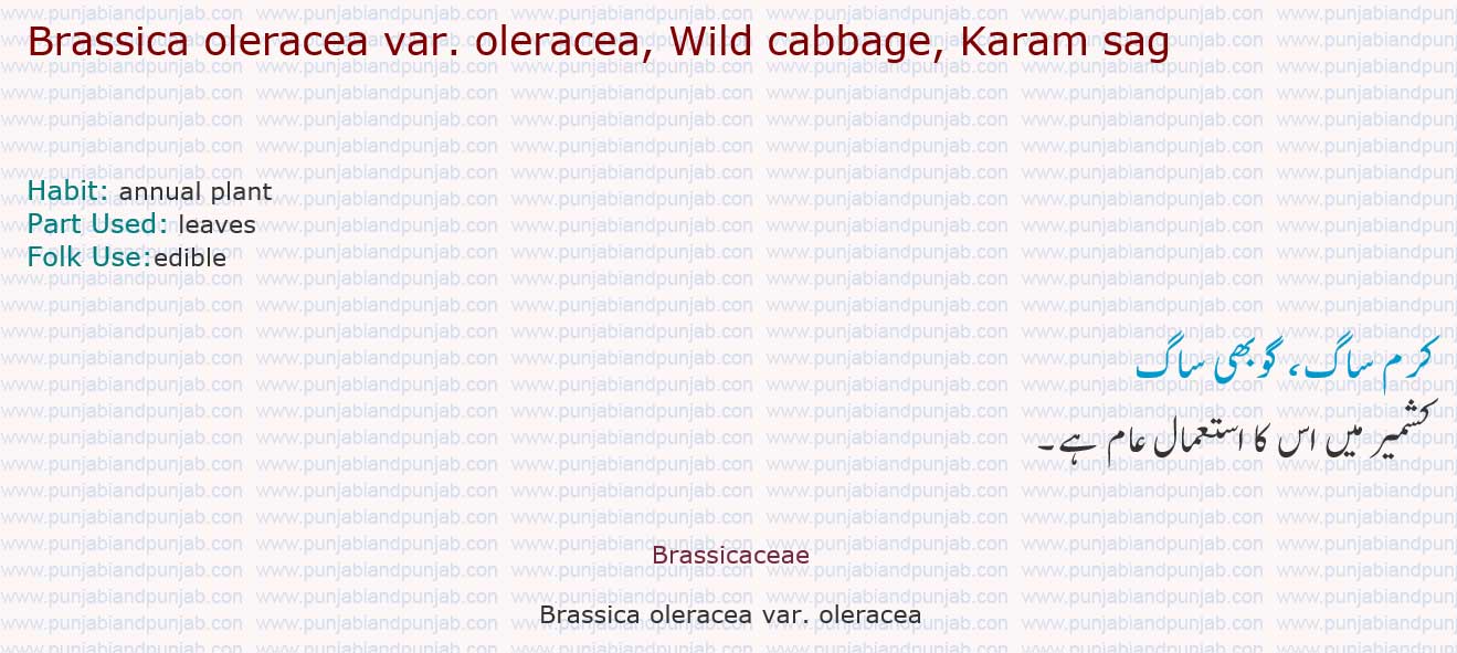 Brassica oleracea var. oleracea, Wild cabbage, Karam sag 

