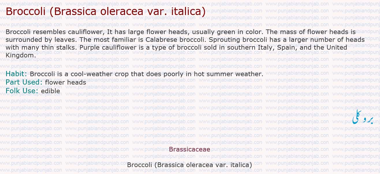 Broccoli (Brassica oleracea var. italica),بروکلی  

