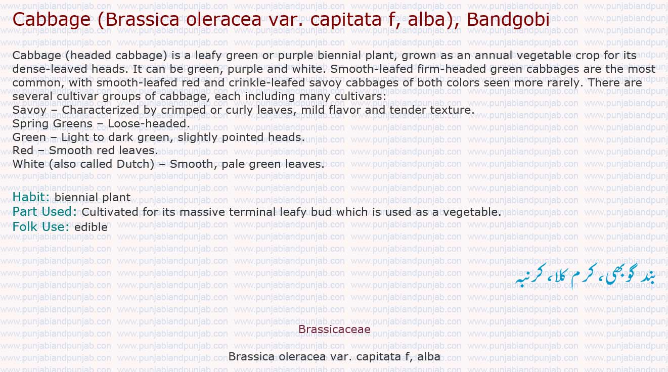 Cabbage ,Brassica oleracea var. capitata , Bandgobi,