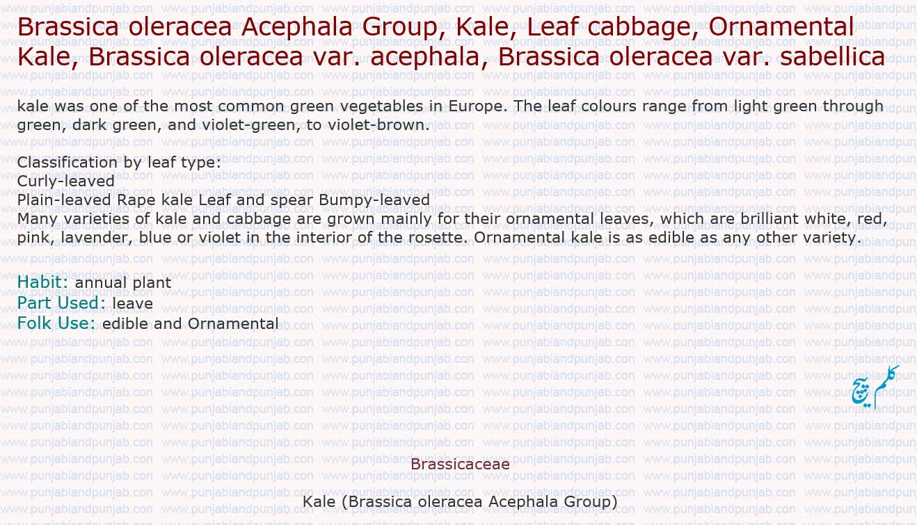 Brassica oleracea Acephala Group,



Kale, Leaf cabbage, Ornamental Kale, Brassica oleracea var. acephala, Brassica oleracea var. sabellica  

