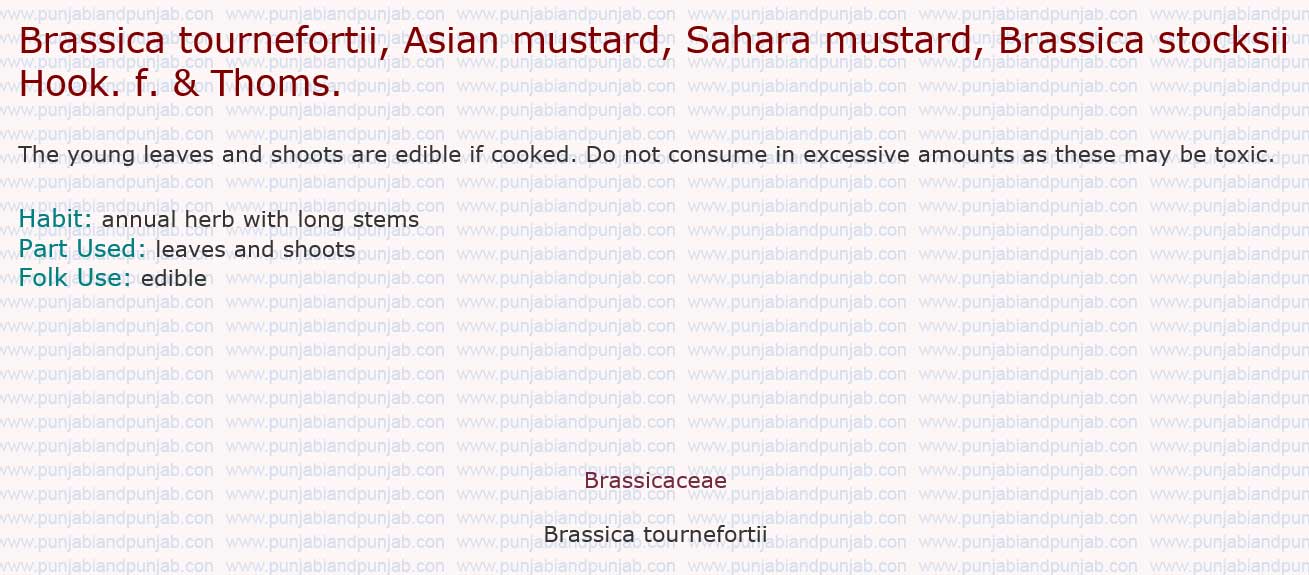 Brassica tournefortii, Asian mustard, Sahara mustard, Brassica stocksii Hook. f. & Thoms. 

