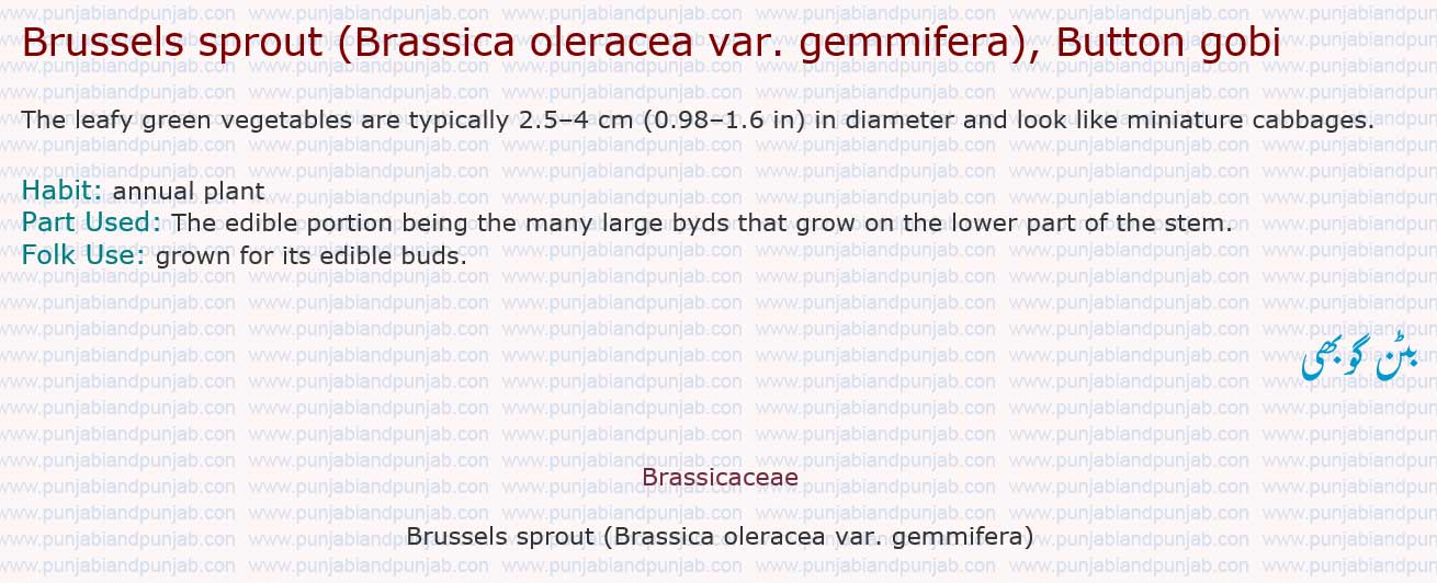 Brussels sprout (Brassica oleracea var. gemmifera) ,Button gobi

