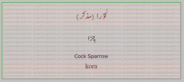 کورا,kora, ਕੋਰਾ,,چڑا,