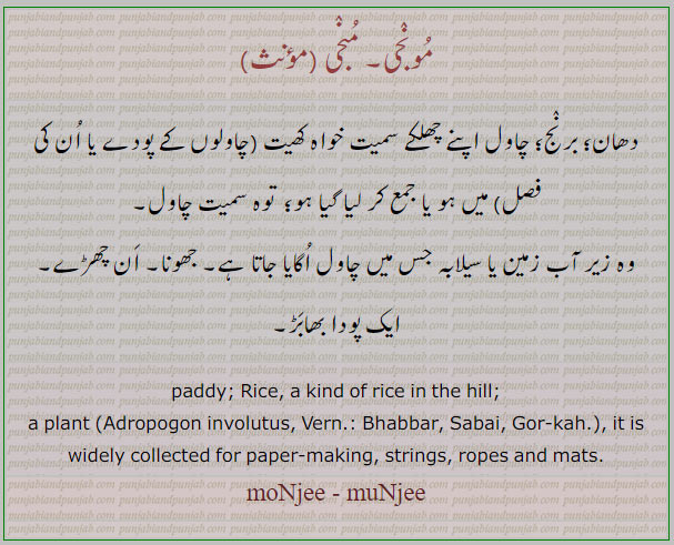 منجی, مونجی, دھان, munjee,ਮੁੰਜੀ, monjee ਮੂੰਜੀ, monjh,ਮੂੰਝ, برنج,چھلکے سمیت چاول, جھونا,سیلابہ زمین,ان چھڑے چاول