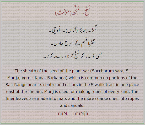 منج ,مونجھ, monjh,ਮੂੰਝ,بگڑ,سرخ چاول, ،مارنا,اوچی,بھابڑ