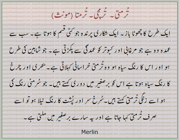 ترمتی,ترمچی,ترمتا ,چھوٹا باز,شکاری پرندہ,سرمئی زنگی ترمتی,سیاہ خراسانی ترمتی,بحری ترمتی, چرخ ترمتی, دوری ترمتی, The name of a kind of hawk, , ਤੁਰਮਤੀ, turmati,تُرمتی,تُرمچی,تُرمتا, Merlin,