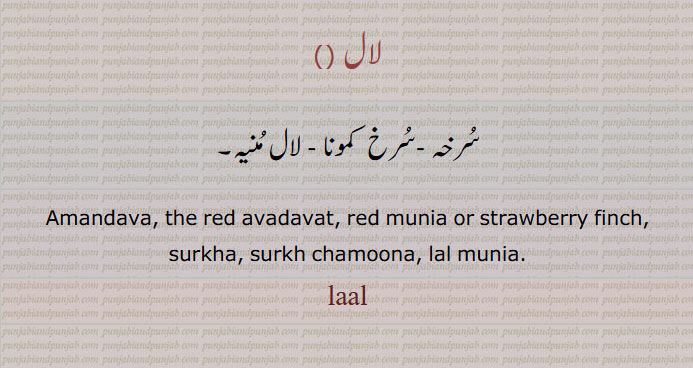 لال ,laal,lal,سُرخہ ,سرخ  کمونا ,لال مُنیہ, The red avadavat, red munia , strawberry finch, surkha, surkh chamoona, lal munia. , Amandava amandava,   منیہ, سرخہ