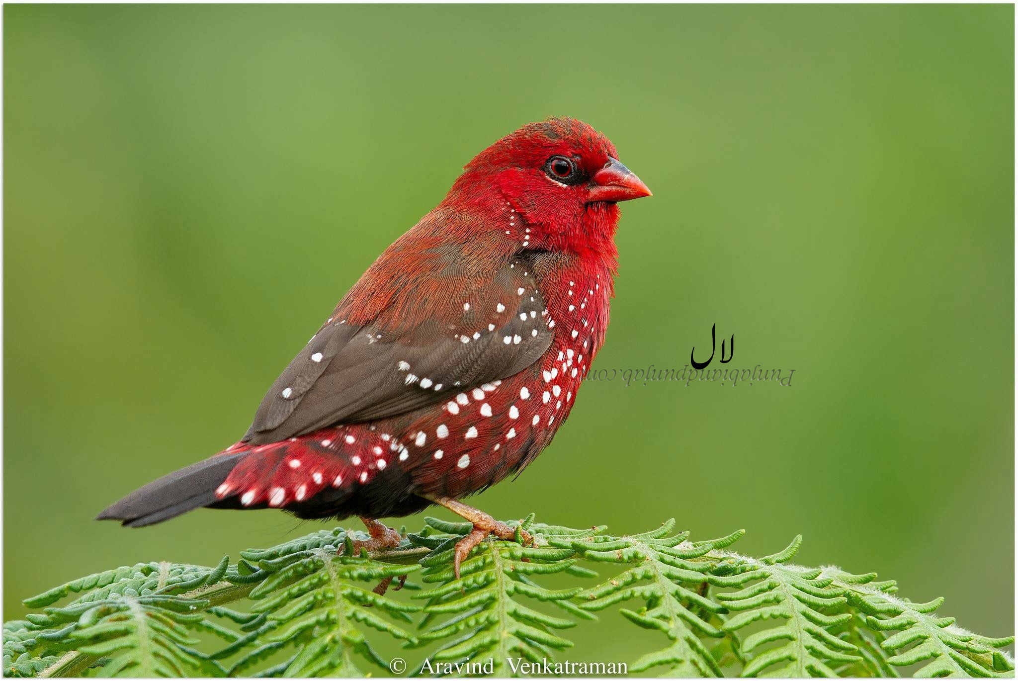 لال ,laal,lal,سُرخہ ,سرخ  کمونا ,لال مُنیہ, The red avadavat, red munia , strawberry finch, surkha, surkh chamoona, lal munia. , Amandava amandava,   منیہ, سرخہ