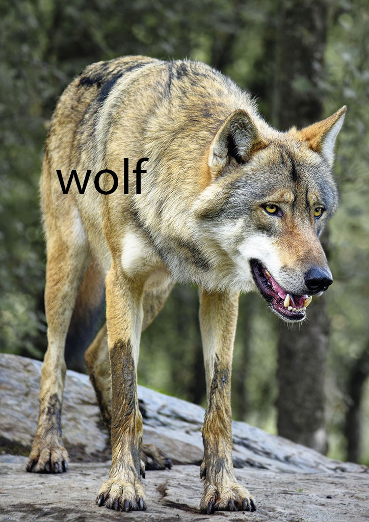 ਬਘਿਆੜ, ਬਘਿਆਡ਼, بگھیاڑ ,baghiaar ,bagghiyaar ,baghiar ,  wolf, جانور, animal,