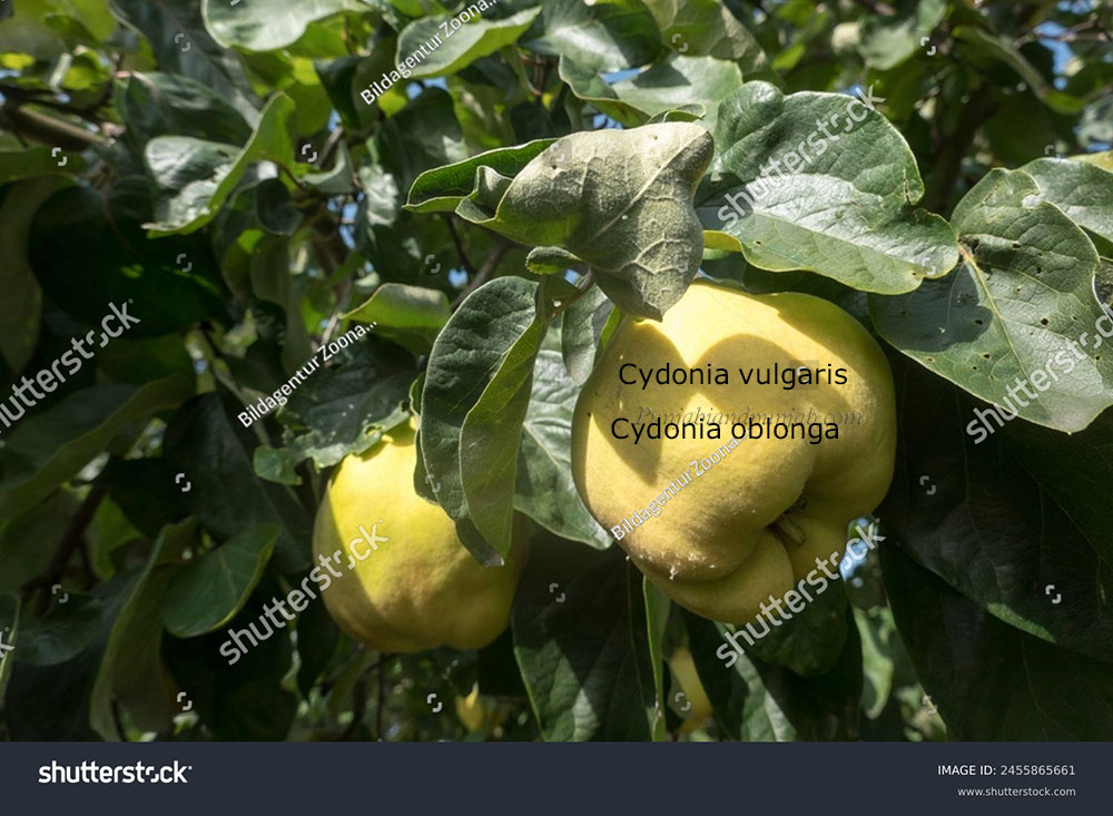 quince ,Cydenia vulgaris,bih ,bahi,بہی fruit, پھل