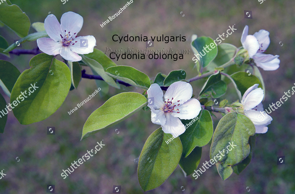 quince ,Cydenia vulgaris,bih ,bahi,بہی fruit, پھل,  