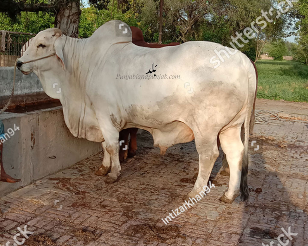  بلَد,bald ,ox,bull, baldh, ਬਲਦ, ਬਲਧ, animal, جانور