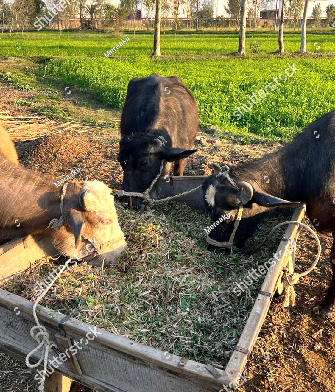 ,ਬਾਂਦਰ,  ਬੰਦਰ, manger, bindar, monkey
bundur, bundar, bandar,بوزنہ,باندر,بدھری  سموہ,  اکٹھ, کونڈا, کھرلی,  آخور,  چرنی, فرود گاہ, بندر گاہ, crib, manger, port, monkry, togather,