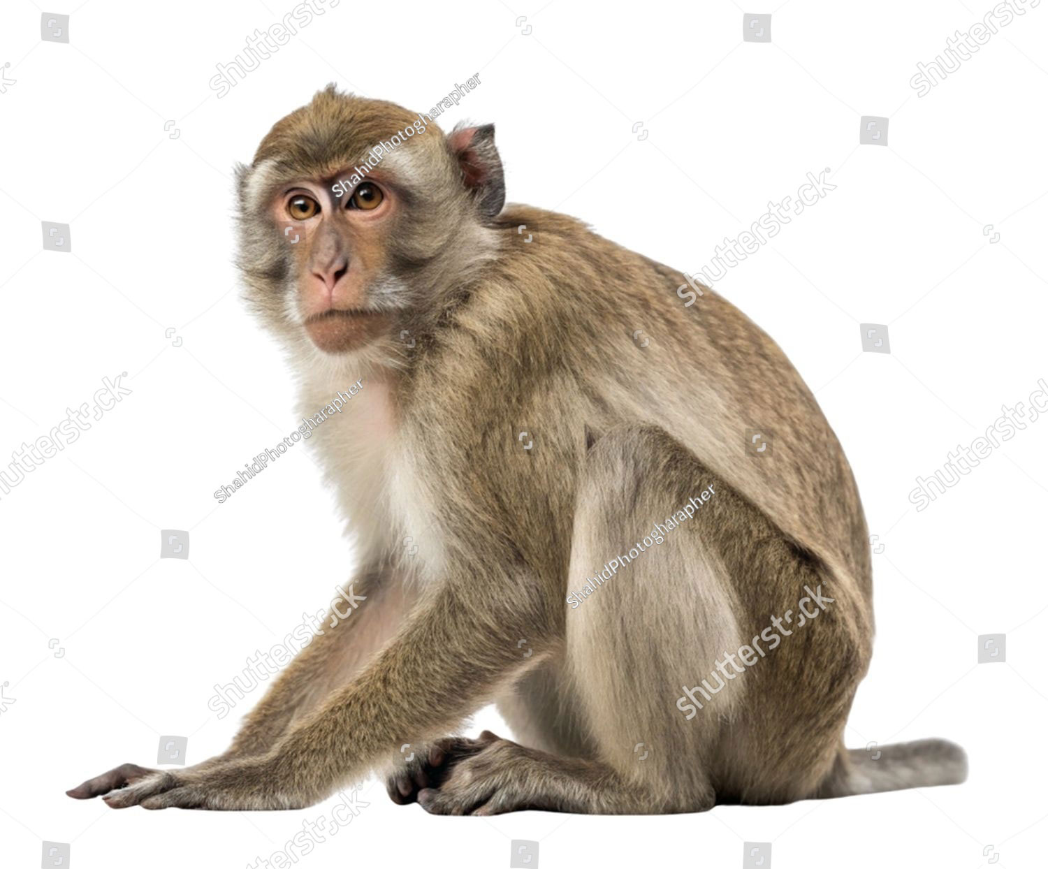 ,ਬਾਂਦਰ,  ਬੰਦਰ, manger, bindar, monkey
bundur, bundar, bandar,بوزنہ,باندر,بدھری  سموہ,  اکٹھ, کونڈا, کھرلی,  آخور,  چرنی, فرود گاہ, بندر گاہ, crib, manger, port, monkry, togather,