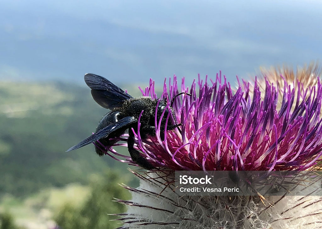 large flower suking black bee