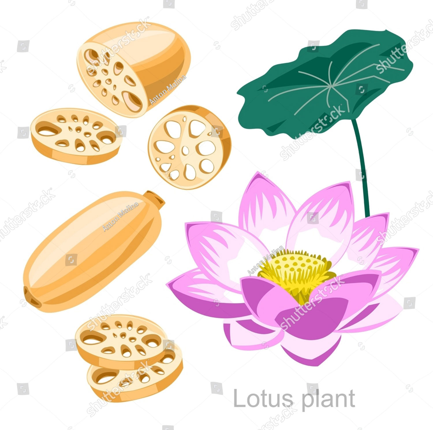 بھے,bhe,ਭੇ,ਭਿਸ਼ਾਂ,bheh,ਭੇਹ,bhen,ਭੇਂ,Neulumbiam speciosum, bekh, بھیں, بھیہ , بِھشاں,