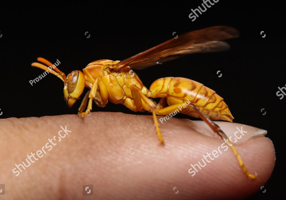    yellow wasp,دھموڑی ,  بھڑ 