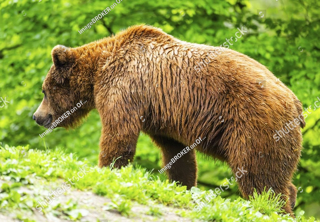 Urus srctos,  brkown bear, bhoor ,ਭੂਰ، بھور, animal,جانور