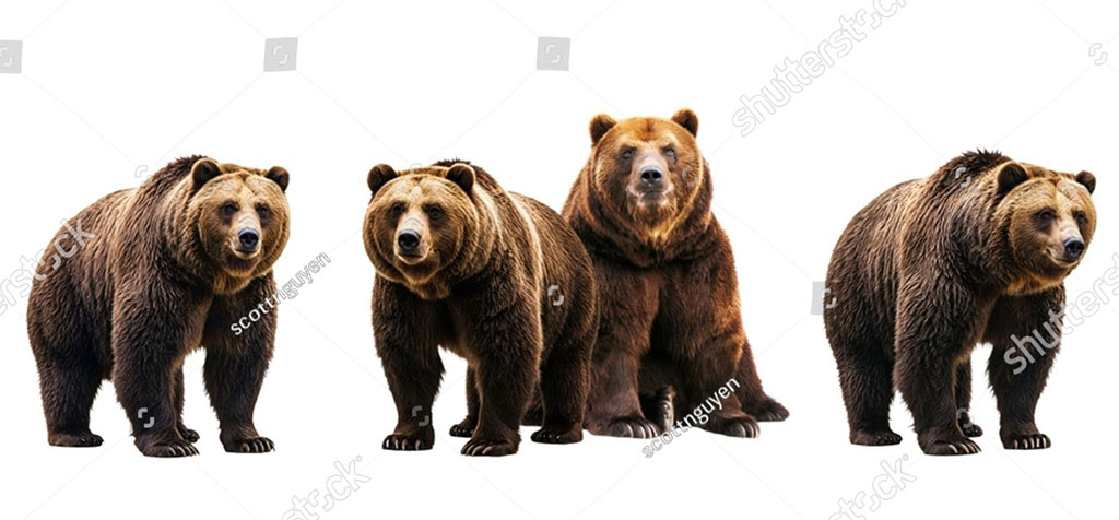 Urus srctos,  brkown bear, bhoor ,ਭੂਰ، بھور, animal,جانور