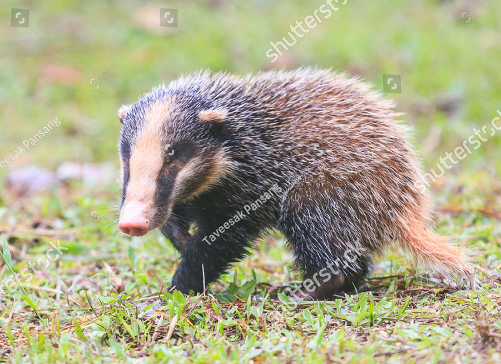 بجو,bijjoo,ਬਿਜੂੱ ,bijju,Hyaena,Indian badger,Meles,Arctonyx collaris, 