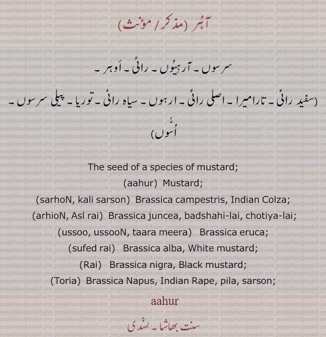 آہر, سرسوں, آرہیوں,رائی, اوہر ,سفید رائی, تارامیرا, اصلی رائی, ارہوں, سیاہ رائی, توریا, پیلی سرسوں, اسوں, aahur, ਆਹੁਰ, sarhoN, ਸਰਹੋਂ, arhioN, ਅਰਹਿਓਂ, ussoo, ਉੱਸੂ, ussooN, ਉੱਸੂੰ, taara meera, ਤਾਰਾਮੀਰਾ, Mustard, kali sarson, Brassica campestris, Indian Colza, Asl rai, Brassica juncea, badshahi-lai, chotiya-lai, tara mira,  Brassica eruca, sufed rai,  Brassica alba, White  mustard, Rai, Brassica nigra, Black mustard, Toria,  Brassica Napus, Indian Rape, pila, sarson