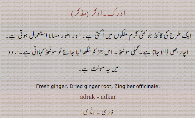  ادرک , ادکر ,سونٹھ,ادھرک,ਅਦਰਕ,ਸੋਂਥ,ginger, adkar,adhrak ਅਦਰਕ, سنڈھ , سڈھ,شنٹھ,سونٹھ,,خشک ادرک,  ,سنڈھالی, سنڈھولا,Ginger in a dried state; dry ginger,sudh, sundh, ਸੁੰਢ,