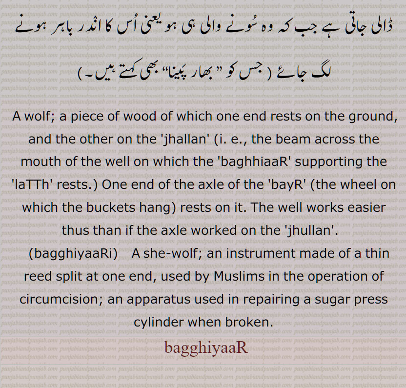 ਬਘਿਆੜ, ਬਘਿਆਡ਼, بگھیاڑ ,baghiaar ,bagghiyaar ,baghiar , باگھ۔گُرگ۔بگھیل۔ بھیڑیا۔کُتّے کی شکل کا پھاڑ کر کھانے والا جانور, بگھیاڑ وانٛگوں پَینا, بگھیاڑی, بگھیاڑی پانا, بگھیاڑی چاڑھنی , wolf, 