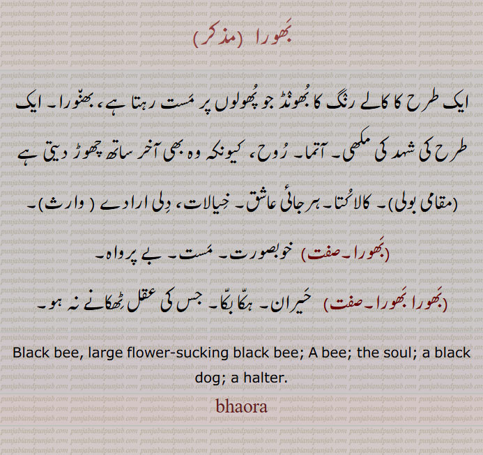   بھورا,ایک طرح کا کالے رنگ کا بھونڈ جو پھولوں پر مست رہتا ہے، بھنورا, ایک طرح کی شہد کی مکھی, آتما, روح،  کیونکہ وہ بھی آخر ساتھ چھوڑ دیتی ہے , کالا کتا,ہرجائی عاشق, خیالات، دلی ارادے ,بھورا, خوبصورت, مست, بے پرواہ,,بھورا بھورا,   حیران, ہکا بکا, جس کی عقل ٹھکانے نہ ہو,,Black bee, large flower-sucking black bee; A bee; the soul; a black dog; a halter.bhaora,bhaura,ਭੌਰਾبھور  ,بھور, فجر, سرگھی, پوہ پھٹالا,,بھور,بھور,بھورا, بھورا, بھنور, بھنورا,بھونر,, بھور کلی,بھؤر کلی,  عورتوں کے سر کا ایک زیور جو ماتھے پر ٹکا  کی جگہ پر بالوں سے بندھا ہوتا ہے,,پٹا,پھاہی کی کھسکویں گانٹھ والی رسی,ڈوری جس میں گلے میں ڈالنے کے لیے پٹا ہو اورجسے گھوڑوں یاجانوروں کو کھینچنے یا باندھنے کے لیے استعمال کرتے ہیں,بچھیرے یا کتوں کے گلے میں ڈالے ہوئے گلیویں کی رسی,پھندا, قانون شکنوں کو پھانسی دینے کا پھندا, پھانسی کے ذریعے موت,
سنگل کی ایک خاص گھنڈی (چھوٹے سے گول چکر کی طرح کی) جو چوپھیرے پھر سکتی ہے اور سنگل کو بٹ (بل) نہیں پڑنے دیتی,عورتوں کے کھیل کا لباس یا پہناوا جو گردن سے بندھ جاتا ہے لیکن پشت اور بازو  کھلے ہوتے ہیں,,بھور تاجی,  ایک قسم کا گھوڑا, دلدل,,بھور اڈنا, جان نکلنا, مر جانا,,بھور بھور, بھور بھورا, بھورا بھورا,,  پھندے دار یا پھندا نما (جیسے لباس),,A bee; flower-sucking black bee; the soul,bhaorkali, bhaoNrkali,   An ornament for ladies' forehead.,bhaor, bhaur, bhaurkali, bhauNrkali, ਭੌਰ,ਭੌਰ ਕੱਲੀ, ਭੌਰਕੱਲੀ، بھوری,بھورا کی مادہ بھونری,بھنور کی مادہ,,انسان کے جسم یا عضو پر بالوں کا کسی ایک جگہ پر چکر کی طرح گھوما ہوا ہونا، سر پر ہو تو اس کو ” پگ بل “ کہتے ہیں,مڑے ہوئے بال,گول چکر کی شکل میں سر یا شانوں کے درمیان   پر اگے ہوئے بال,جسم پر خون کی خرابی کی وجہ سے گھمروڑی بنکر کھال کا مردہ ہو جانا, جوتے کی رگڑ سے پاؤں کی انگلیوں وغیرہ کی جلد سخت ہو کر جو گانٹھ سی بن جاتی ہے,,پاؤں کی انگلی پر ہوا ہوا گول اٹن,پاؤں کی انگلی کے اوپر اٹھا ہوا کراڑا ماس, ماتھے کی تیوڑی منحوس انداز میں , گھوڑی گھوڑے کے ماتھے پر چھوٹے بالوں کا چکر جس کو اچھا نہیں تصور کیا جاتا,چکر کے دھرے میں لکڑی کا چھلا,چرخہ کے تکلا کے ساتھ لگائی ہوئی گول ٹکڑی جس کی وجہ سے مڈھا   آگے نہیں کھسک سکتا,,بھوری لڑنا,جسم کا آرام سے نہ بیٹھ سکنا,جسم کو اچوی لگنا,,بھوری والا,نحس,,A ring or curl of hair,   a corn on the toes; A wooden ring in the spindle of a wheel.bhaori, bhauri,ਭੌਰੀ,   Borla Maang Tikka
Black bee،   ਭੰਵਰਾ, bhaor, bhaur,ਭੌਰ, Borla Maang Tikka, ٹکا, 