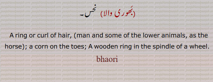   بھورا,ایک طرح کا کالے رنگ کا بھونڈ جو پھولوں پر مست رہتا ہے، بھنورا, ایک طرح کی شہد کی مکھی, آتما, روح،  کیونکہ وہ بھی آخر ساتھ چھوڑ دیتی ہے , کالا کتا,ہرجائی عاشق, خیالات، دلی ارادے ,بھورا, خوبصورت, مست, بے پرواہ,,بھورا بھورا,   حیران, ہکا بکا, جس کی عقل ٹھکانے نہ ہو,,Black bee, large flower-sucking black bee; A bee; the soul; a black dog; a halter.bhaora,bhaura,ਭੌਰਾبھور  ,بھور, فجر, سرگھی, پوہ پھٹالا,,بھور,بھور,بھورا, بھورا, بھنور, بھنورا,بھونر,, بھور کلی,بھؤر کلی,  عورتوں کے سر کا ایک زیور جو ماتھے پر ٹکا  کی جگہ پر بالوں سے بندھا ہوتا ہے,,پٹا,پھاہی کی کھسکویں گانٹھ والی رسی,ڈوری جس میں گلے میں ڈالنے کے لیے پٹا ہو اورجسے گھوڑوں یاجانوروں کو کھینچنے یا باندھنے کے لیے استعمال کرتے ہیں,بچھیرے یا کتوں کے گلے میں ڈالے ہوئے گلیویں کی رسی,پھندا, قانون شکنوں کو پھانسی دینے کا پھندا, پھانسی کے ذریعے موت,
سنگل کی ایک خاص گھنڈی (چھوٹے سے گول چکر کی طرح کی) جو چوپھیرے پھر سکتی ہے اور سنگل کو بٹ (بل) نہیں پڑنے دیتی,عورتوں کے کھیل کا لباس یا پہناوا جو گردن سے بندھ جاتا ہے لیکن پشت اور بازو  کھلے ہوتے ہیں,,بھور تاجی,  ایک قسم کا گھوڑا, دلدل,,بھور اڈنا, جان نکلنا, مر جانا,,بھور بھور, بھور بھورا, بھورا بھورا,,  پھندے دار یا پھندا نما (جیسے لباس),,A bee; flower-sucking black bee; the soul,bhaorkali, bhaoNrkali,   An ornament for ladies' forehead.,bhaor, bhaur, bhaurkali, bhauNrkali, ਭੌਰ,ਭੌਰ ਕੱਲੀ, ਭੌਰਕੱਲੀ، بھوری,بھورا کی مادہ بھونری,بھنور کی مادہ,,انسان کے جسم یا عضو پر بالوں کا کسی ایک جگہ پر چکر کی طرح گھوما ہوا ہونا، سر پر ہو تو اس کو ” پگ بل “ کہتے ہیں,مڑے ہوئے بال,گول چکر کی شکل میں سر یا شانوں کے درمیان   پر اگے ہوئے بال,جسم پر خون کی خرابی کی وجہ سے گھمروڑی بنکر کھال کا مردہ ہو جانا, جوتے کی رگڑ سے پاؤں کی انگلیوں وغیرہ کی جلد سخت ہو کر جو گانٹھ سی بن جاتی ہے,,پاؤں کی انگلی پر ہوا ہوا گول اٹن,پاؤں کی انگلی کے اوپر اٹھا ہوا کراڑا ماس, ماتھے کی تیوڑی منحوس انداز میں , گھوڑی گھوڑے کے ماتھے پر چھوٹے بالوں کا چکر جس کو اچھا نہیں تصور کیا جاتا,چکر کے دھرے میں لکڑی کا چھلا,چرخہ کے تکلا کے ساتھ لگائی ہوئی گول ٹکڑی جس کی وجہ سے مڈھا   آگے نہیں کھسک سکتا,,بھوری لڑنا,جسم کا آرام سے نہ بیٹھ سکنا,جسم کو اچوی لگنا,,بھوری والا,نحس,,A ring or curl of hair,   a corn on the toes; A wooden ring in the spindle of a wheel.bhaori, bhauri,ਭੌਰੀ,   Borla Maang Tikka
Black bee،   ਭੰਵਰਾ, bhaor, bhaur,ਭੌਰ, Borla Maang Tikka, ٹکا, 
