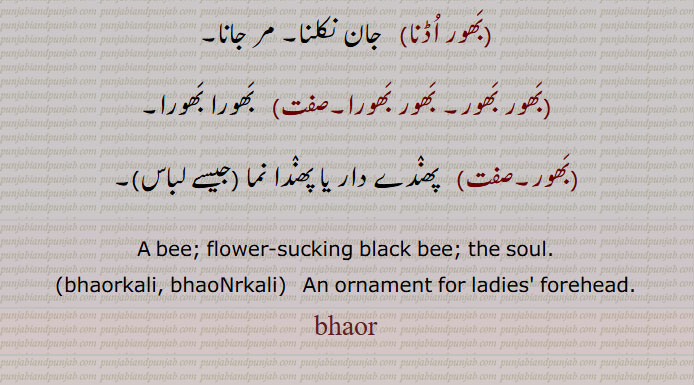   بھورا,ایک طرح کا کالے رنگ کا بھونڈ جو پھولوں پر مست رہتا ہے، بھنورا, ایک طرح کی شہد کی مکھی, آتما, روح،  کیونکہ وہ بھی آخر ساتھ چھوڑ دیتی ہے , کالا کتا,ہرجائی عاشق, خیالات، دلی ارادے ,بھورا, خوبصورت, مست, بے پرواہ,,بھورا بھورا,   حیران, ہکا بکا, جس کی عقل ٹھکانے نہ ہو,,Black bee, large flower-sucking black bee; A bee; the soul; a black dog; a halter.bhaora,bhaura,ਭੌਰਾبھور  ,بھور, فجر, سرگھی, پوہ پھٹالا,,بھور,بھور,بھورا, بھورا, بھنور, بھنورا,بھونر,, بھور کلی,بھؤر کلی,  عورتوں کے سر کا ایک زیور جو ماتھے پر ٹکا  کی جگہ پر بالوں سے بندھا ہوتا ہے,,پٹا,پھاہی کی کھسکویں گانٹھ والی رسی,ڈوری جس میں گلے میں ڈالنے کے لیے پٹا ہو اورجسے گھوڑوں یاجانوروں کو کھینچنے یا باندھنے کے لیے استعمال کرتے ہیں,بچھیرے یا کتوں کے گلے میں ڈالے ہوئے گلیویں کی رسی,پھندا, قانون شکنوں کو پھانسی دینے کا پھندا, پھانسی کے ذریعے موت,
سنگل کی ایک خاص گھنڈی (چھوٹے سے گول چکر کی طرح کی) جو چوپھیرے پھر سکتی ہے اور سنگل کو بٹ (بل) نہیں پڑنے دیتی,عورتوں کے کھیل کا لباس یا پہناوا جو گردن سے بندھ جاتا ہے لیکن پشت اور بازو  کھلے ہوتے ہیں,,بھور تاجی,  ایک قسم کا گھوڑا, دلدل,,بھور اڈنا, جان نکلنا, مر جانا,,بھور بھور, بھور بھورا, بھورا بھورا,,  پھندے دار یا پھندا نما (جیسے لباس),,A bee; flower-sucking black bee; the soul,bhaorkali, bhaoNrkali,   An ornament for ladies' forehead.,bhaor, bhaur, bhaurkali, bhauNrkali, ਭੌਰ,ਭੌਰ ਕੱਲੀ, ਭੌਰਕੱਲੀ، بھوری,بھورا کی مادہ بھونری,بھنور کی مادہ,,انسان کے جسم یا عضو پر بالوں کا کسی ایک جگہ پر چکر کی طرح گھوما ہوا ہونا، سر پر ہو تو اس کو ” پگ بل “ کہتے ہیں,مڑے ہوئے بال,گول چکر کی شکل میں سر یا شانوں کے درمیان   پر اگے ہوئے بال,جسم پر خون کی خرابی کی وجہ سے گھمروڑی بنکر کھال کا مردہ ہو جانا, جوتے کی رگڑ سے پاؤں کی انگلیوں وغیرہ کی جلد سخت ہو کر جو گانٹھ سی بن جاتی ہے,,پاؤں کی انگلی پر ہوا ہوا گول اٹن,پاؤں کی انگلی کے اوپر اٹھا ہوا کراڑا ماس, ماتھے کی تیوڑی منحوس انداز میں , گھوڑی گھوڑے کے ماتھے پر چھوٹے بالوں کا چکر جس کو اچھا نہیں تصور کیا جاتا,چکر کے دھرے میں لکڑی کا چھلا,چرخہ کے تکلا کے ساتھ لگائی ہوئی گول ٹکڑی جس کی وجہ سے مڈھا   آگے نہیں کھسک سکتا,,بھوری لڑنا,جسم کا آرام سے نہ بیٹھ سکنا,جسم کو اچوی لگنا,,بھوری والا,نحس,,A ring or curl of hair,   a corn on the toes; A wooden ring in the spindle of a wheel.bhaori, bhauri,ਭੌਰੀ,   Borla Maang Tikka
Black bee،   ਭੰਵਰਾ, bhaor, bhaur,ਭੌਰ, Borla Maang Tikka, ٹکا, 