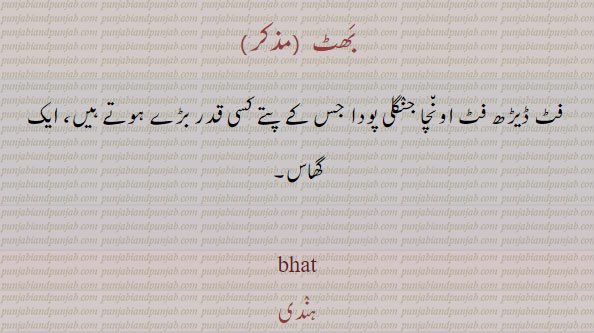 ਭਟੱ, grass, bhat,جنگلی پودا, گھاس