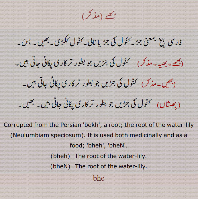 بھے,bhe,ਭੇ,ਭਿਸ਼ਾਂ,bheh,ਭੇਹ,bhen,ਭੇਂ,Neulumbiam speciosum, bekh, بھیں, بھیہ , بِھشاں,
