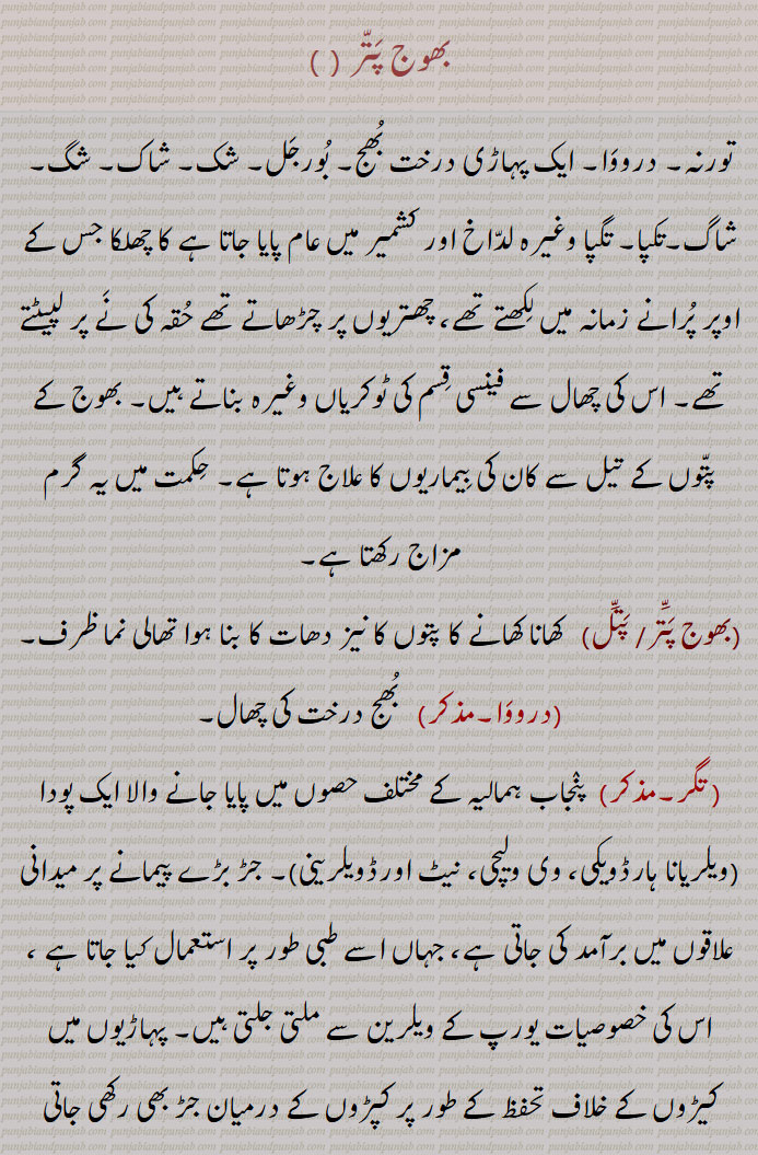  بھوج پترا, بھج,بورجل, شک, شاک, شگ, شاگ, تکیا, ਭੋਜ ਪੁੱਤਰਾ تگیا,bhojpattra,Betula utilis,توز,,