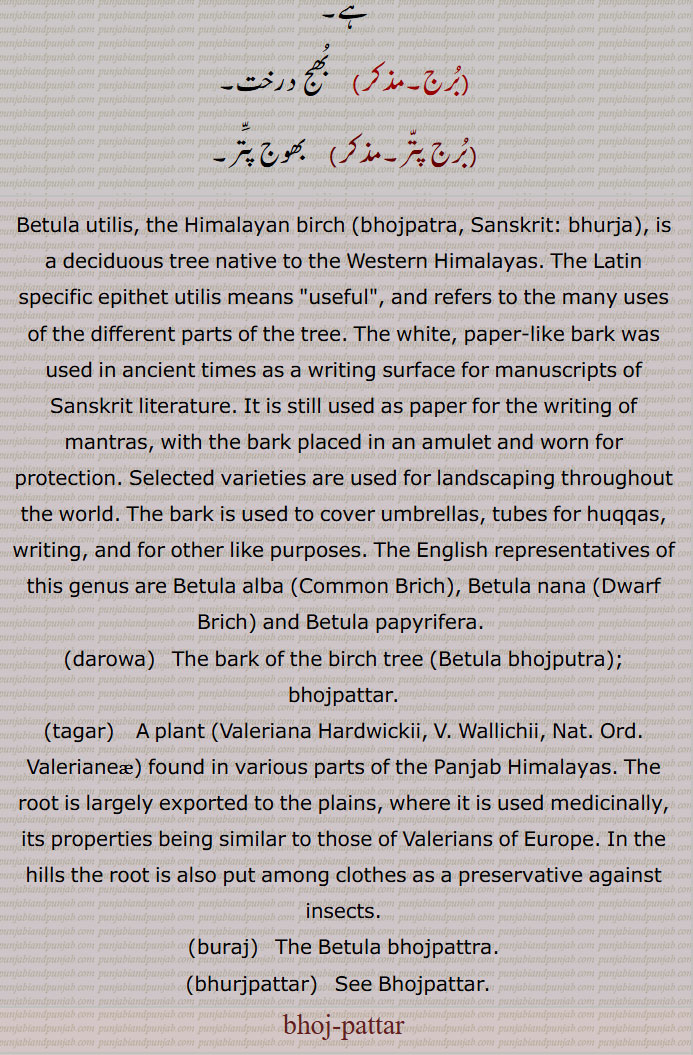  بھوج پترا, بھج,بورجل, شک, شاک, شگ, شاگ, تکیا, ਭੋਜ ਪੁੱਤਰਾ تگیا,bhojpattra,Betula utilis,توز,,