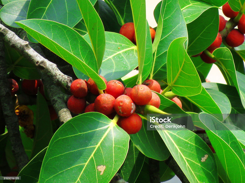 bohr, bohir, borh, بوہڑ ,ਬੋਹੜ,  ਬੋੜ੍, بوڑھ, برگد,بڑھ, برگد ,Banyan tree, Ficus indica