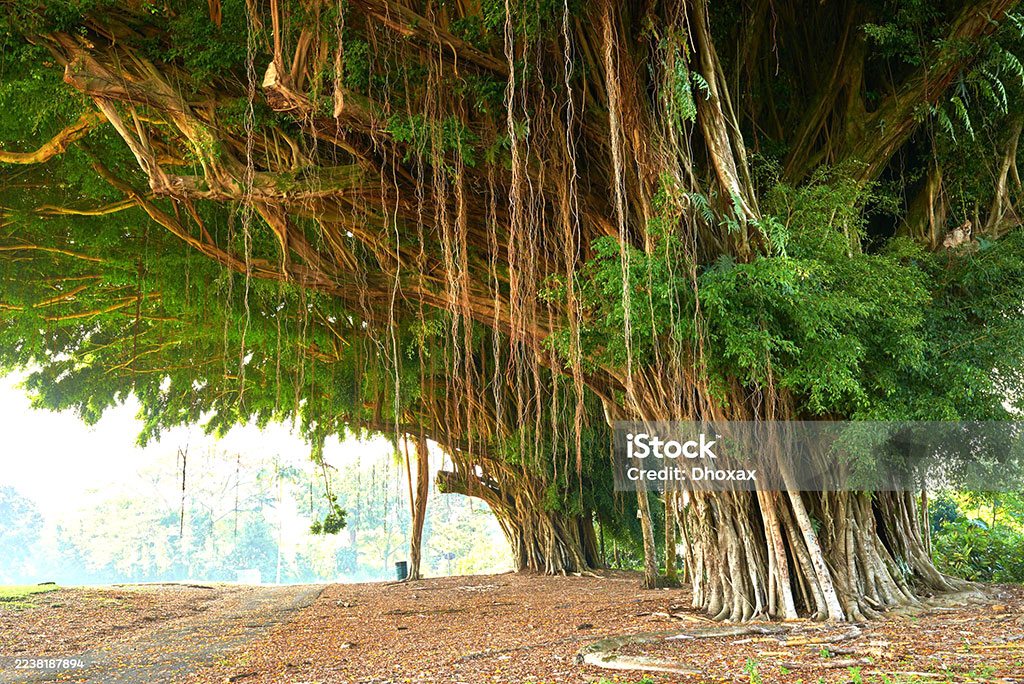 bohr, bohir, borh, بوہڑ ,ਬੋਹੜ,  ਬੋੜ੍, بوڑھ, برگد,بڑھ, برگد ,Banyan tree, Ficus indica