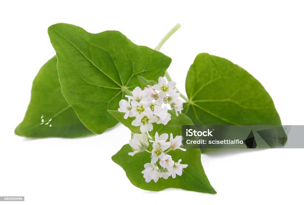    برؤ, دڑؤ ,دیلار,گندم سیاہ,کٹو, گندم گاوی, گندم راش, راش‌گندم,گندم کنگن, بھورا آٹا,اوگل, بک ویٹ , Buck-wheat, brau, drau, phaphra, kultu, kathu, phapar, garo, kotu,  kuktu, ogal, kulti, kathu, bv crau, doron, kaadu godhi, Fagopyrum esculentum  , brau, drau, ਦੜਊ, ਦਡ਼ਊ, darau , ogal,  ਓਗਲ, daraoo, ਦਡ਼ਊ, ਉਗਲ ,ugal,ਬਰਊ,  ਦੜਊ, ਦਡ਼ਊ, 