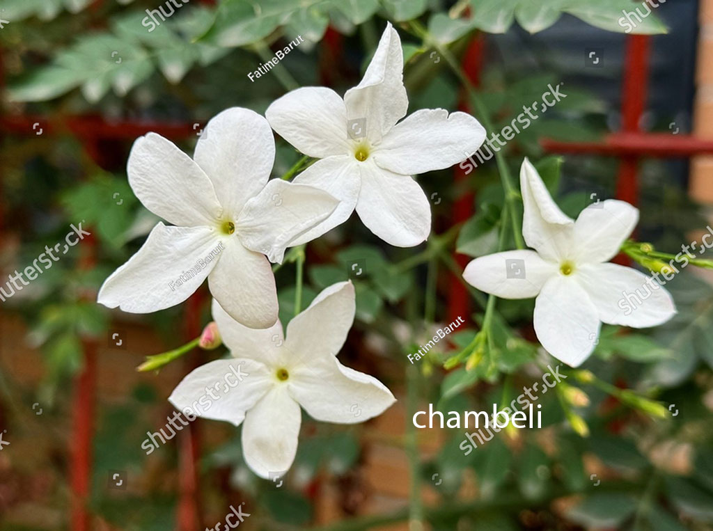 chambeli , chaNbeli,  ਚੰਬੇਲੀ chambeli,  چمیلی, چنبیلی,  plant, پودا