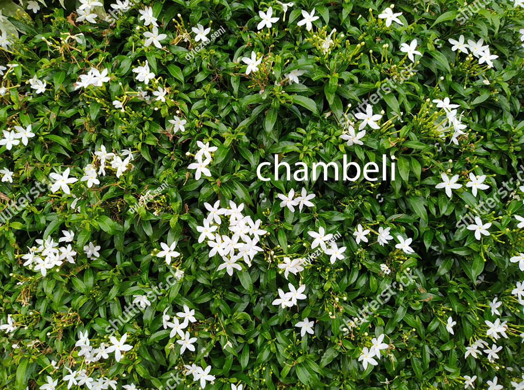chambeli , chaNbeli,  ਚੰਬੇਲੀ chambeli,  چمیلی, چنبیلی,  plant, پودا