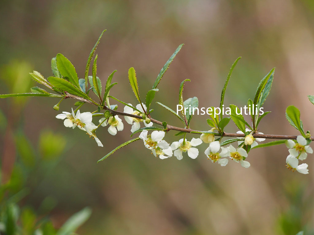 چمپا, چنبا, چنپا , چم پک,چمپا, پودا ,خوشبودار پھول, یاسمین, مالتی, چمبا, بنسو,دومنی, پاکستان کا قومی پھول ,بیکھر, بیکھل,  سفید پھول,کرن گورا, اس کا تیل ,پھل بھی کھایا , مرتی, نو گیٹی, زرد رنگ کے خوشبو دار پھول,پیلے پھول,عطر , چمکھری,چمبہ,  چموتی ,The name of a flower,  , jessamine tree , flower,  champa, Jasminum officinale, Jasmine, Yasmeen, white jasmine, true jasmine ,  National flower of Pakistan,
Prinsepia utilis, Bekhar, Bekhal, Bhikal, Bekkra, Bhekal, Cherara, Dhatila,  edible fruits,  traditional medicine , Jasminum humile, Chrysojasminum humile, Italian jasmine, Chrysojasminum humile,  yellow jasmine, Ghamba,   shing. Jasminum, scented plants, Michelia champaca , Magnolia champaca ,  champa,  champak, perfume tree,  yellow jade orchid tree and fragrant Himalayan champaca, champa,ਚੰਪਾ,ਚਮਪਾ,ਚੰਬਾ