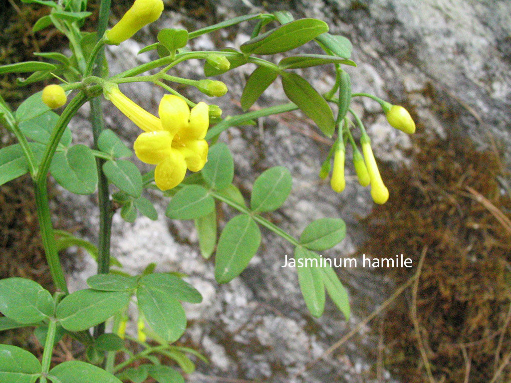 چمپا, چنبا, چنپا , چم پک,چمپا, پودا ,خوشبودار پھول, یاسمین, مالتی, چمبا, بنسو,دومنی, پاکستان کا قومی پھول ,بیکھر, بیکھل,  سفید پھول,کرن گورا, اس کا تیل ,پھل بھی کھایا , مرتی, نو گیٹی, زرد رنگ کے خوشبو دار پھول,پیلے پھول,عطر , چمکھری,چمبہ,  چموتی ,The name of a flower,  , jessamine tree , flower,  champa, Jasminum officinale, Jasmine, Yasmeen, white jasmine, true jasmine ,  National flower of Pakistan,
Prinsepia utilis, Bekhar, Bekhal, Bhikal, Bekkra, Bhekal, Cherara, Dhatila,  edible fruits,  traditional medicine , Jasminum humile, Chrysojasminum humile, Italian jasmine, Chrysojasminum humile,  yellow jasmine, Ghamba,   shing. Jasminum, scented plants, Michelia champaca , Magnolia champaca ,  champa,  champak, perfume tree,  yellow jade orchid tree and fragrant Himalayan champaca, champa,ਚੰਪਾ,ਚਮਪਾ,ਚੰਬਾ