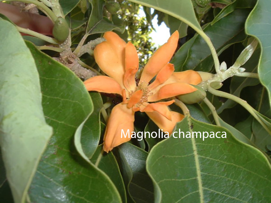 چمپا, چنبا, چنپا , چم پک,چمپا, پودا ,خوشبودار پھول, یاسمین, مالتی, چمبا, بنسو,دومنی, پاکستان کا قومی پھول ,بیکھر, بیکھل,  سفید پھول,کرن گورا, اس کا تیل ,پھل بھی کھایا , مرتی, نو گیٹی, زرد رنگ کے خوشبو دار پھول,پیلے پھول,عطر , چمکھری,چمبہ,  چموتی ,The name of a flower,  , jessamine tree , flower,  champa, Jasminum officinale, Jasmine, Yasmeen, white jasmine, true jasmine ,  National flower of Pakistan,
Prinsepia utilis, Bekhar, Bekhal, Bhikal, Bekkra, Bhekal, Cherara, Dhatila,  edible fruits,  traditional medicine , Jasminum humile, Chrysojasminum humile, Italian jasmine, Chrysojasminum humile,  yellow jasmine, Ghamba,   shing. Jasminum, scented plants, Michelia champaca , Magnolia champaca ,  champa,  champak, perfume tree,  yellow jade orchid tree and fragrant Himalayan champaca, champa,ਚੰਪਾ,ਚਮਪਾ,ਚੰਬਾ