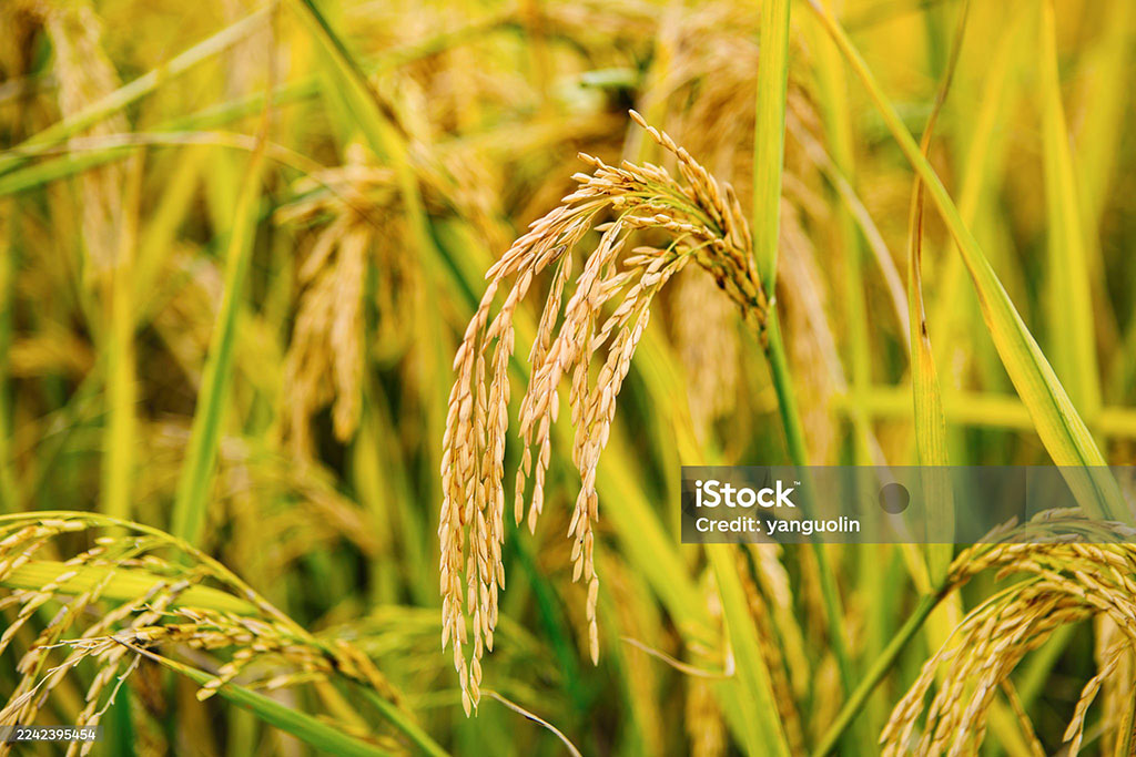 Oryza sativa,rice,  chaul,chaawal, ਚੌਲ਼, ਚੌਲ,ਚਾਵਲ, چاؤل, چاول۔ چول۔چاور۔,  