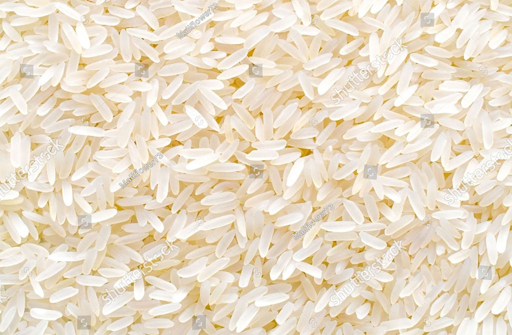 Oryza sativa,rice,  chaul,chaawal, ਚੌਲ਼, ਚੌਲ,ਚਾਵਲ, چاؤل, چاول۔ چول۔چاور۔,  