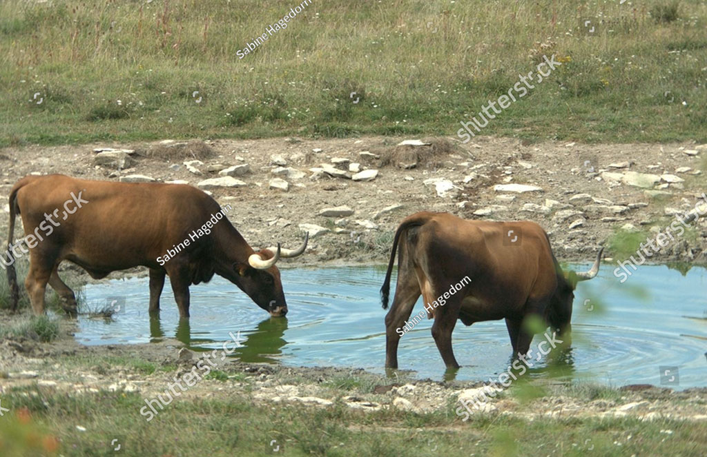    , برساتی پانی کا گڑھا, dkH dina ,چھوٹا گڑھا ,چھپڑ , چھپڑی,  چھپڑی وچ پانی پلانا , thatched roof,Thatched houses, huts;, chhappar, ਛਪੱਡ਼, ਛਪੱੜ, pond,  puddle,