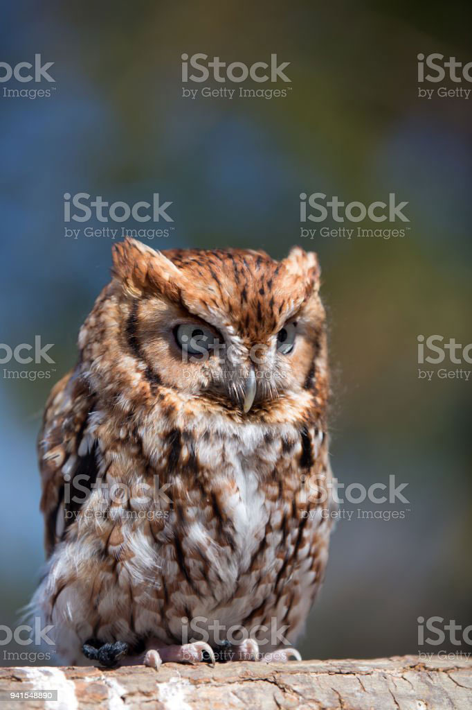   chughad, chughal, chugal, ਚੁਗਦ, ਚੁਗਲ, chughal an owl screech owl, چغد, چغل, چگل, الو,